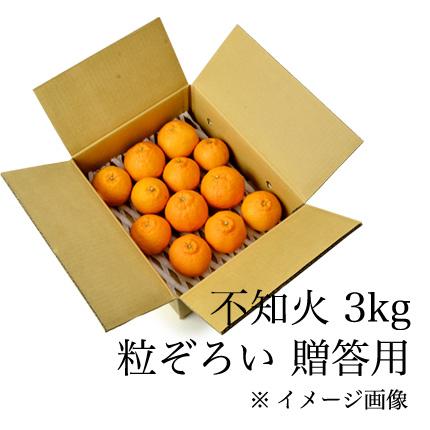 不知火（しらぬい）3kg【贈答用】