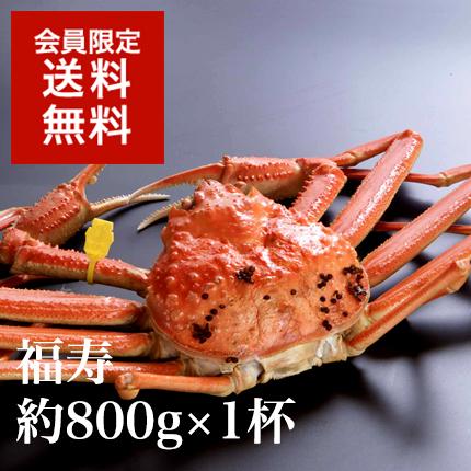 越前蟹【福寿】1杯◆4月13日発送分までの限定