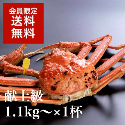 越前蟹プレミアム【献上級】1杯◆4月13日発送分までの限定