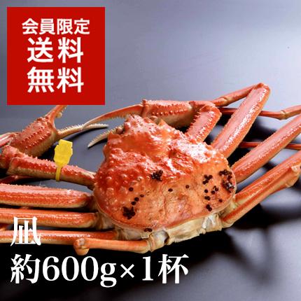 越前蟹【凪】1杯◆4月13日発送分までの限定