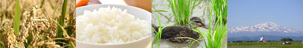 山形県庄内産 無農薬栽培 合鴨農法