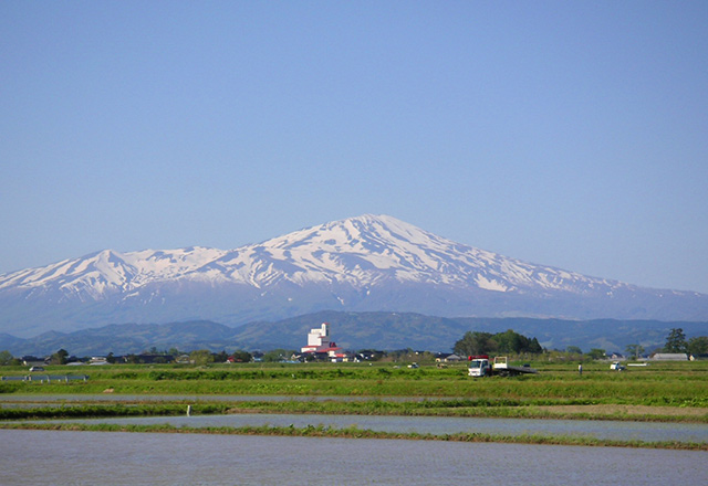 令和7年度新米　特別栽培「つや姫」