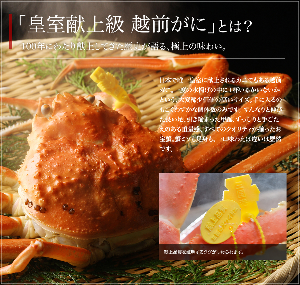 献上級越前ガニ